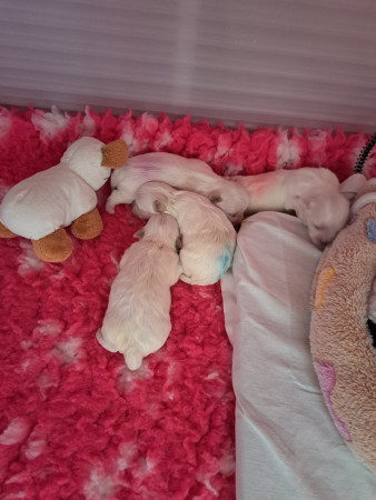 25 -07-25 11.22 uur Honden knuffel te heet gewassen (smile)